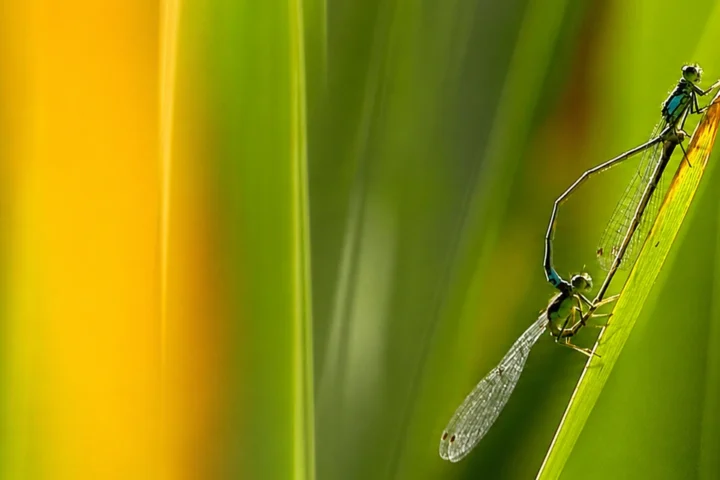 Umweltmanagement, Landschaftsplanung