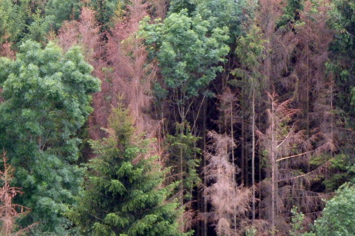 ForestWatch